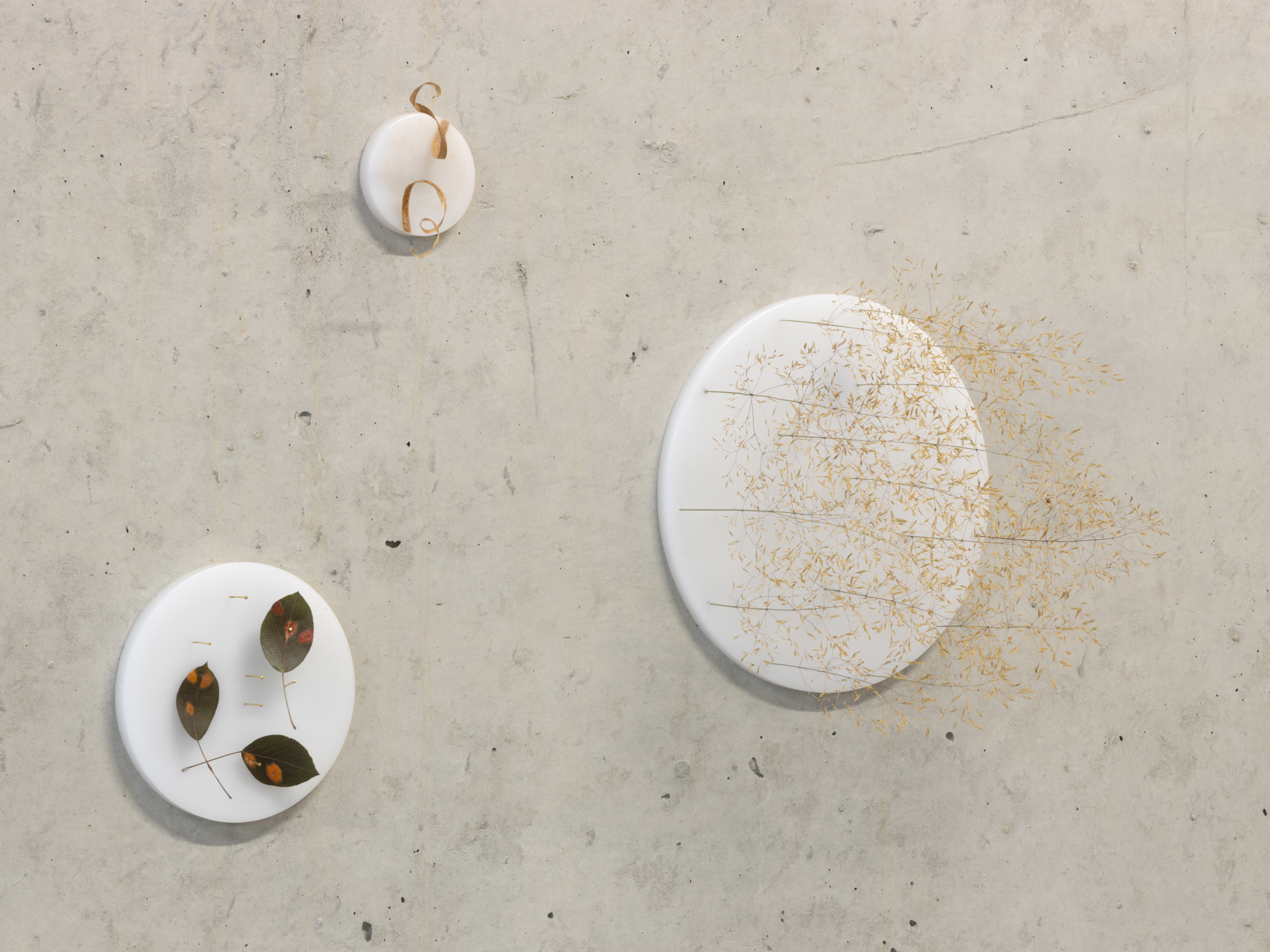 ANJA ASCHE – Erinnerung No.3 – No. 5. Objektart, wallobjects, sculpture, wax, grasses, leaves. Foto: Alicja Kielan