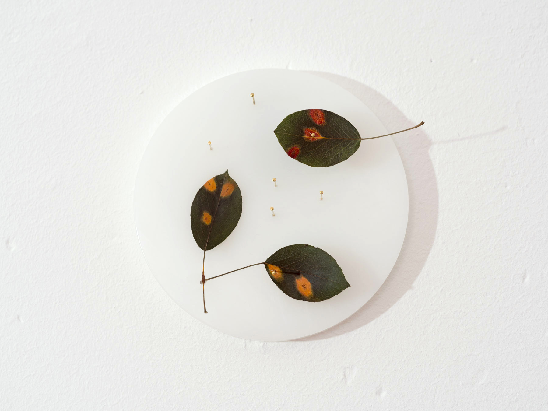 ANJA ASCHE – Erinnerung No.3 – No. 5. Objektart, wallobjects, sculpture, wax, grasses, leaves.