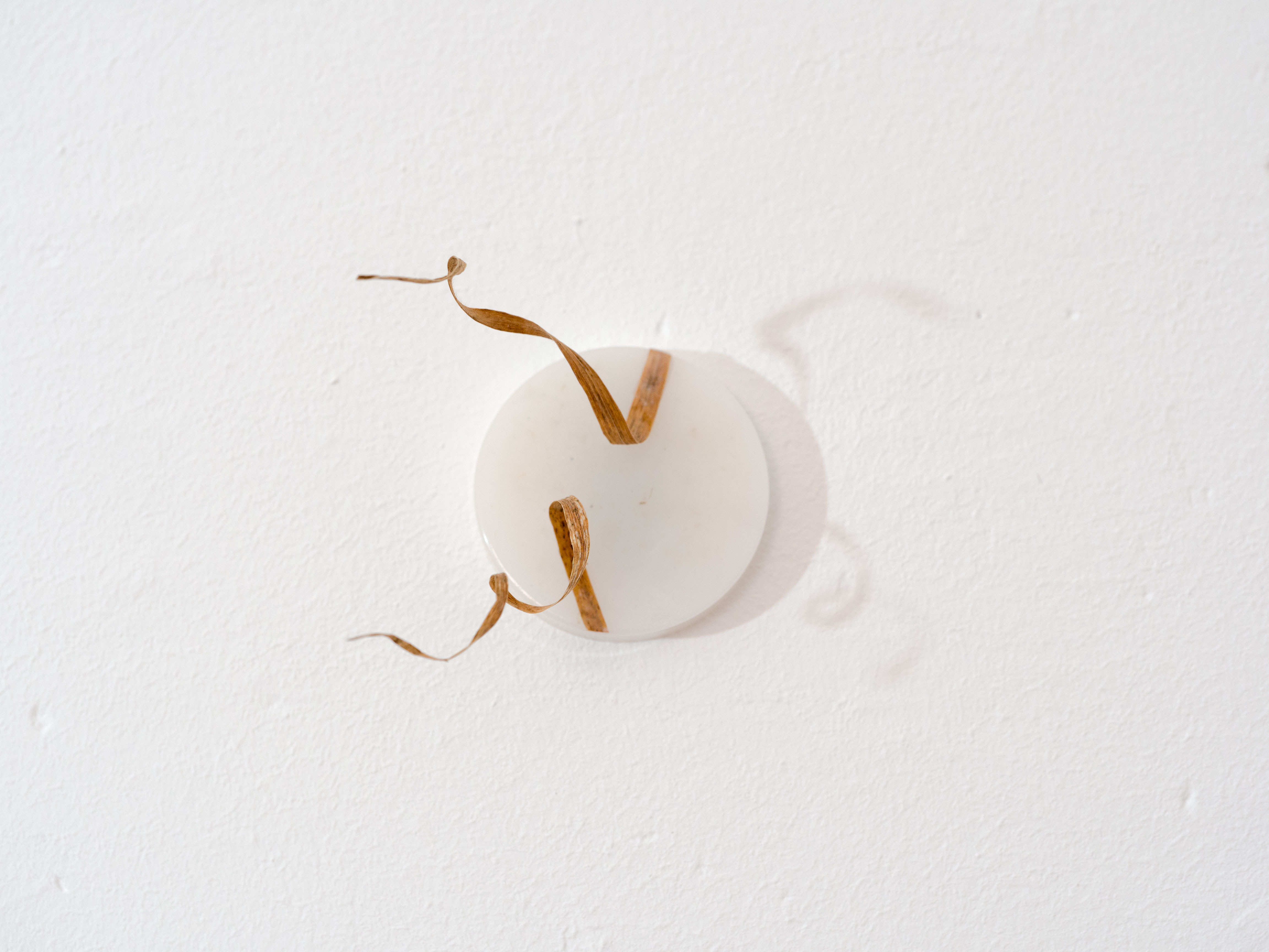 ANJA ASCHE – Erinnerung No.3 – No. 5. Objektart, wallobjects, sculpture, wax, grasses, leaves.