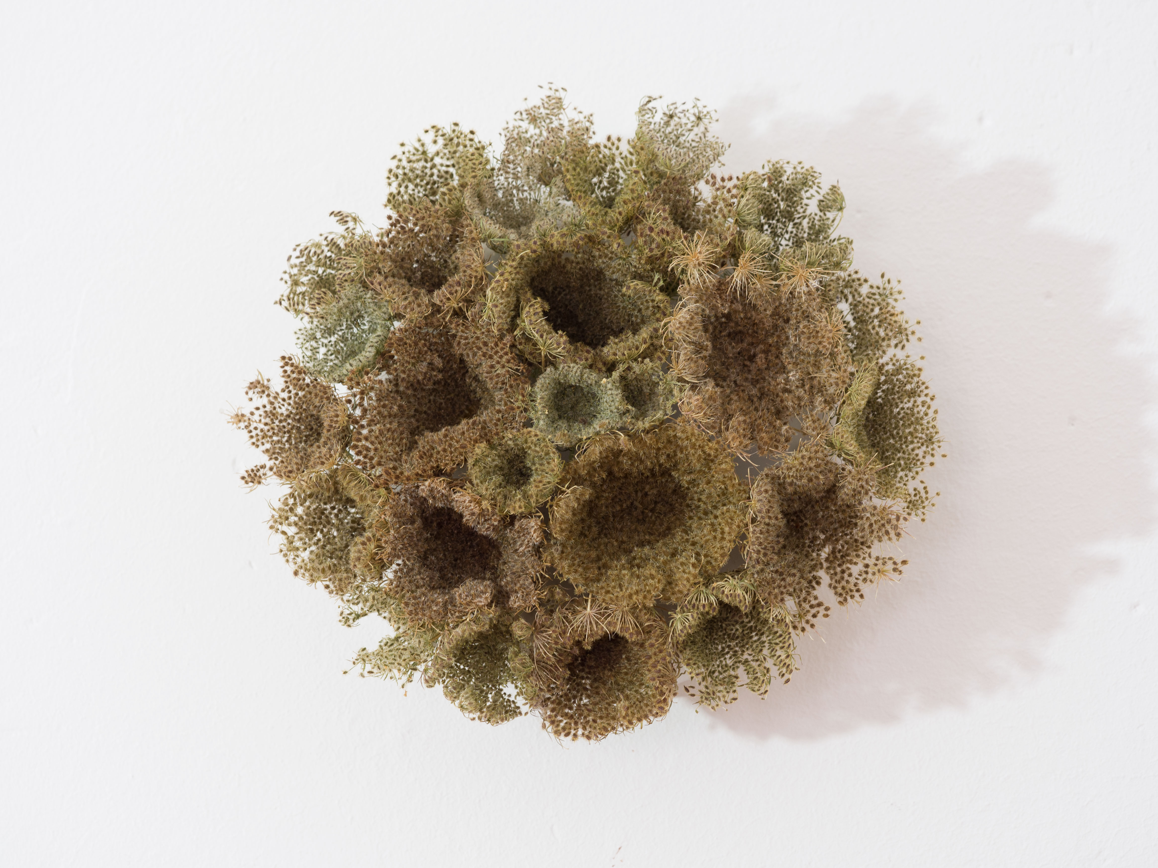 ANJA ASCHE – Erinnerung No.3 – No. 5. Objektart, wallobjects, sculpture, wax, grasses, leaves.