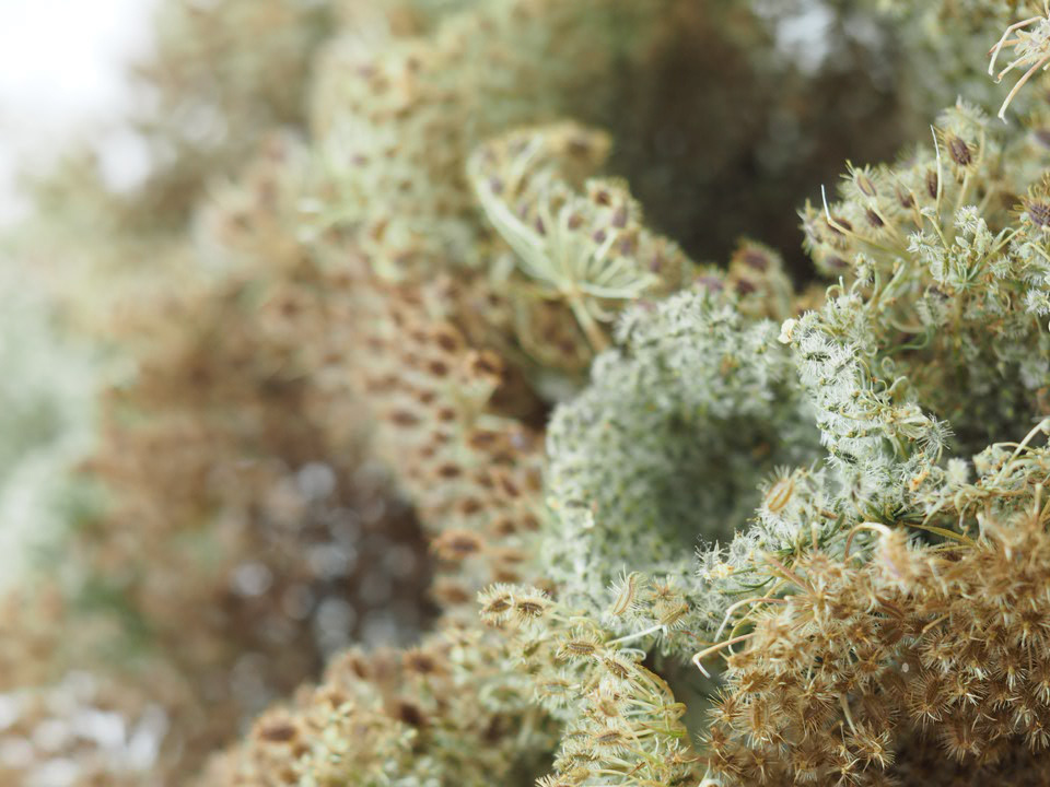 ANJA ASCHE – Erinnerung No.3 – No. 5. Objektart, wallobjects, sculpture, wax, grasses, leaves.