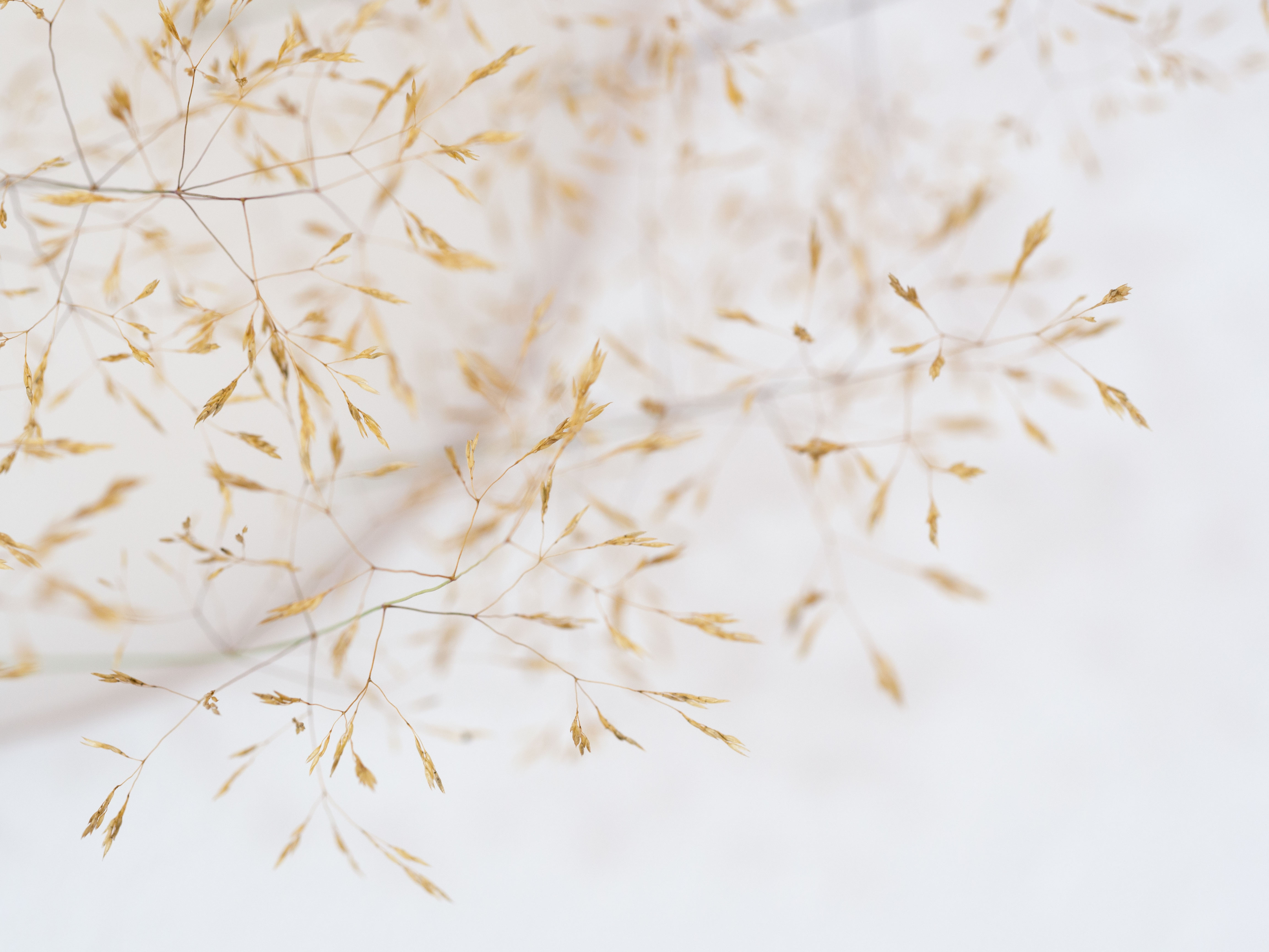 ANJA ASCHE – Erinnerung No.3 – No. 5. Objektart, wallobjects, sculpture, wax, grasses, leaves.