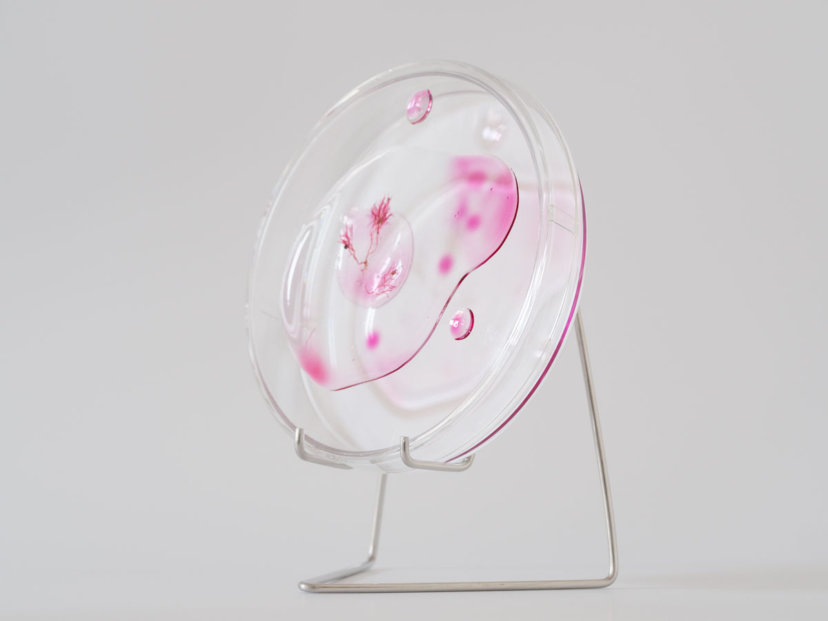 ANJA ASCHE - matter and light no.1, object art, detail petri dishes