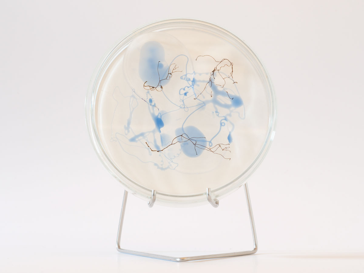 ANJA ASCHE - matter and light no.4, object art, glass petri dish