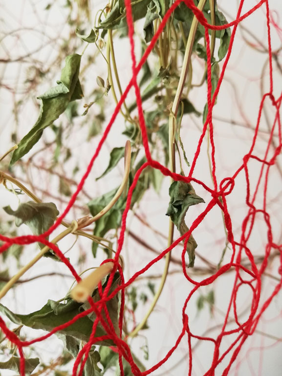 Anja Asche – made by nature no. 1 + no. 2 – sculpture / object art, tendrils, thread, silver wire, metal frame